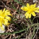 Takhtajaniantha austriaca Blomst