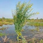 Crotalaria juncea Flor