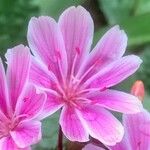 Lewisia longipetala ᱵᱟᱦᱟ