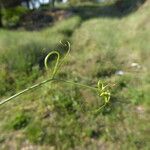 Lathyrus annuus Leaf