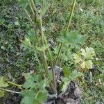 Ranunculus bulbosusBlad