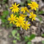 Senecio ampullaceus Flower