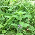 Mentha arvensis 花