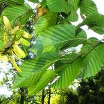 Carpinus betulus Blad