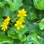 Caltha palustris पत्ता