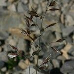 Acrospelion distichophyllum Flower