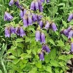 Campanula punctata Листок