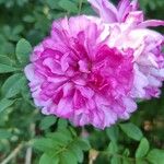 Rosa roxburghii ᱵᱟᱦᱟ