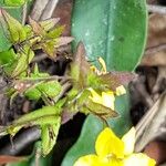 Goodenia heterophylla Feuille