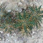 Ptilostemon hispanicus Leaf