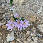 Colchicum cupanii Blüte