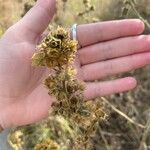 Sida cordifolia Fruit