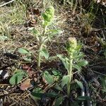 Phacelia hastata Hábitos