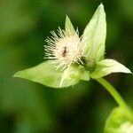 Cirsium oleraceum Flor