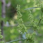 Rumex cristatus Flower