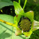 Silphium perfoliatum Çiçek