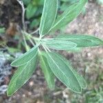 Salvia officinalisبرگ