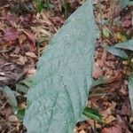 Dorstenia kameruniana Лист