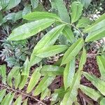 Pleodendron costaricense Other