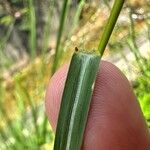 Sporobolus fertilis Leaf