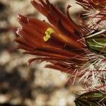 Echinocereus viridiflorus Květ