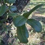 Quercus laurifolia Blad