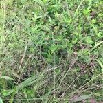 Eragrostis spectabilis Kvet
