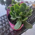 Crassula lanuginosa ᱛᱟᱦᱮᱸ