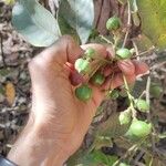 Protium spruceanum Плод