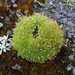 Arenaria nitida Hábito