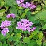 Lantana montevidensis Цвят