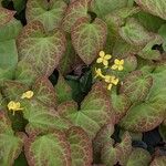 Epimedium pinnatum Habit