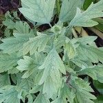 Romneya coulteri Leaf