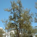 Casuarina equisetifolia عادت داشتن