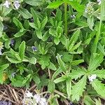 Veronica prostrata Blad