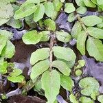 Nasturtium officinale Leaf