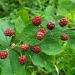 Rubus occidentalisFruitua