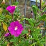 Epilobium hirsutumBlomst