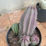 Echinocereus subinermis Leaf