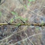 Acacia xanthophloea Кора