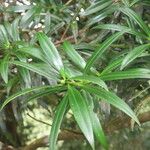 Podocarpus oleifolius Leaf