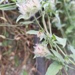 Ipomoea biflora Ffrwyth