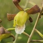 Eulophia petersii Flower