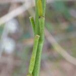 Hirschfeldia incana Fruit