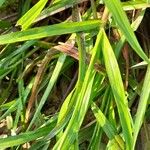 Cenchrus echinatus Leaf