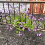 Orychophragmus violaceus Hábito