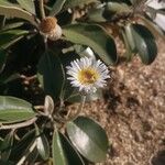 Pachystegia insignis Flor