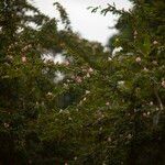 Calliandra surinamensis عادت