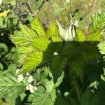 Rubus bertramii Blad