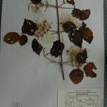 Clematis buchananiana Otro